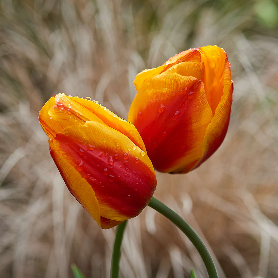 Tulpen